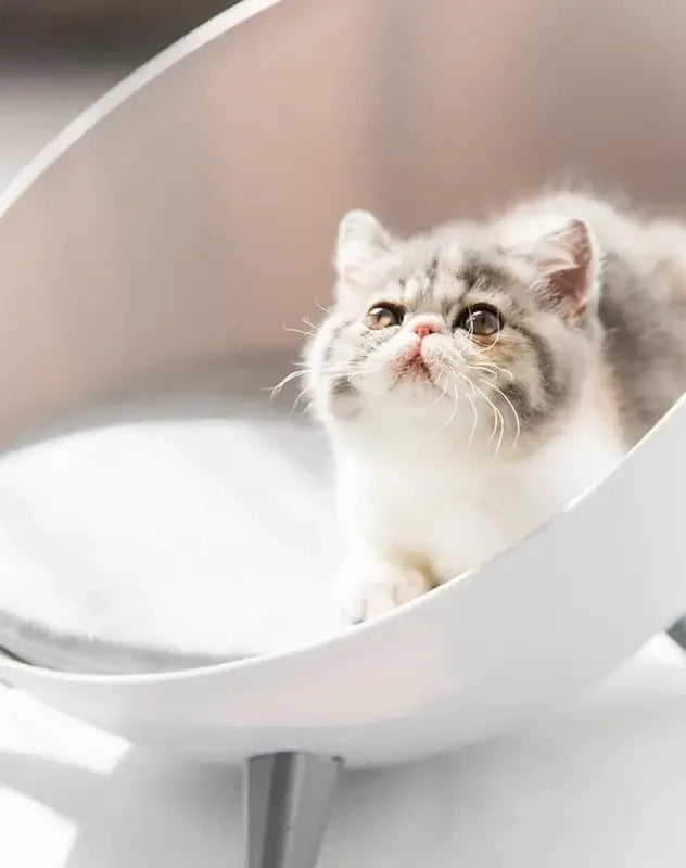 Hemisphere Pet Bed | Fashionsarah.com