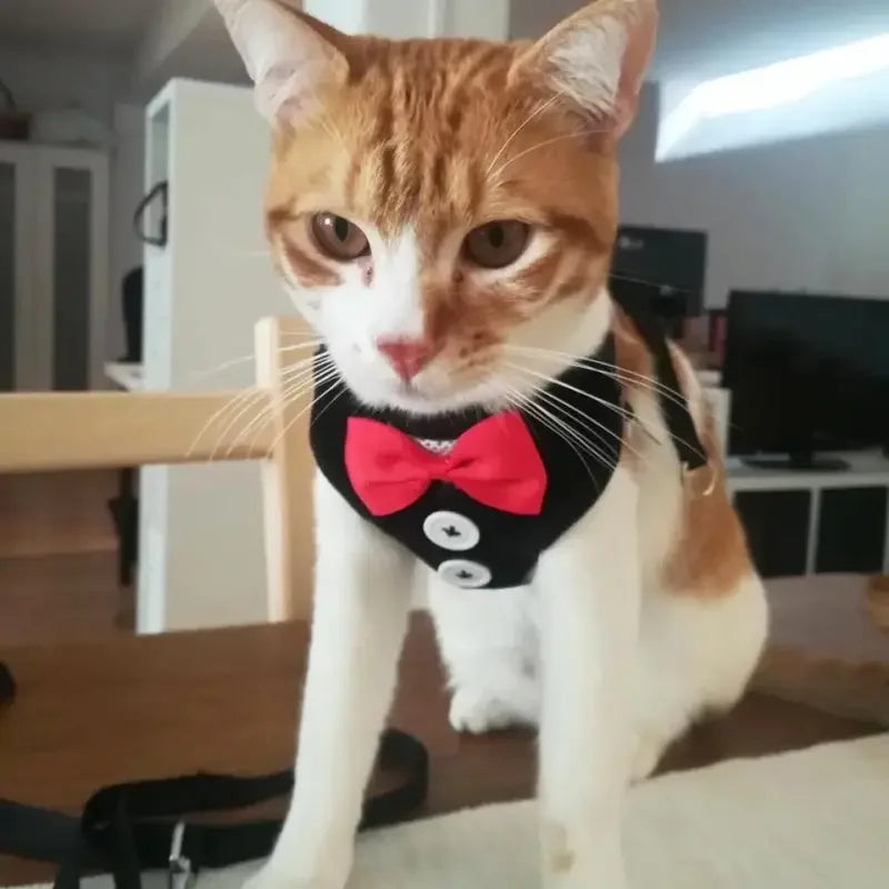 Pet Bow Tie Outfit | Fashionsarah.com