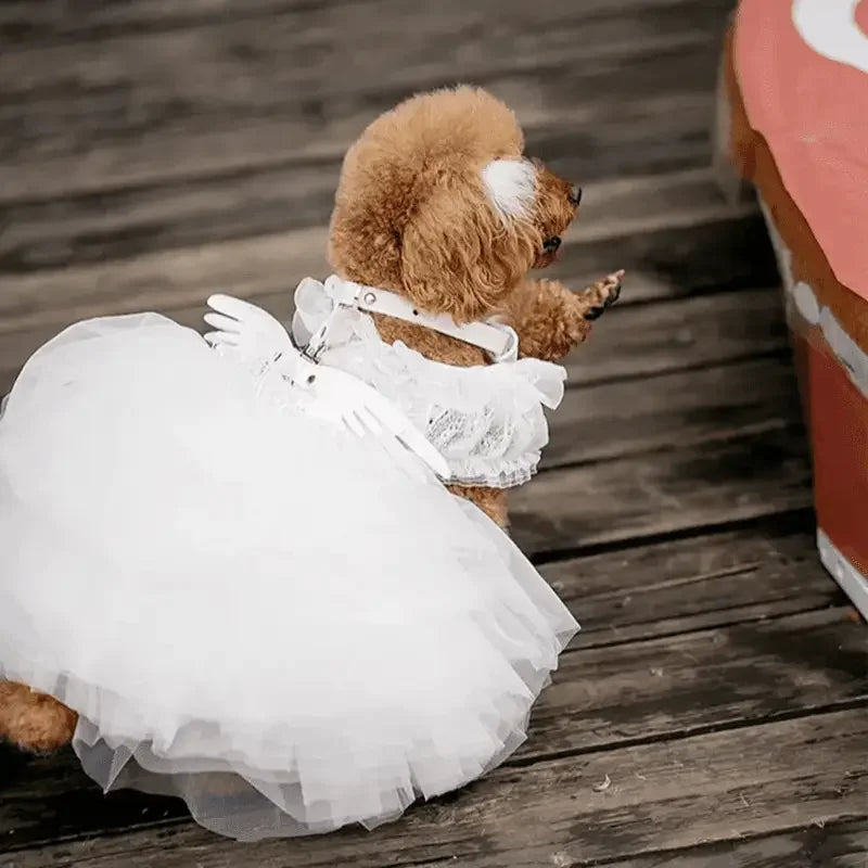 Collar with Angel Wings | Fashionsarah.com