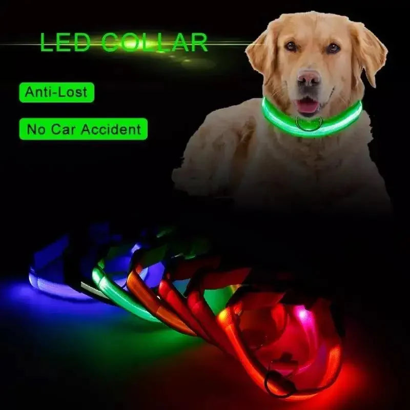 Luminous Safety Collars | Fashionsarah.com