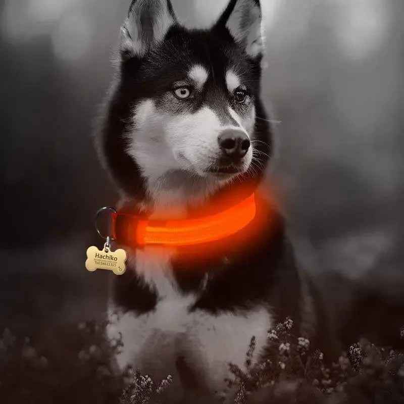 Luminous Safety Collars | Fashionsarah.com