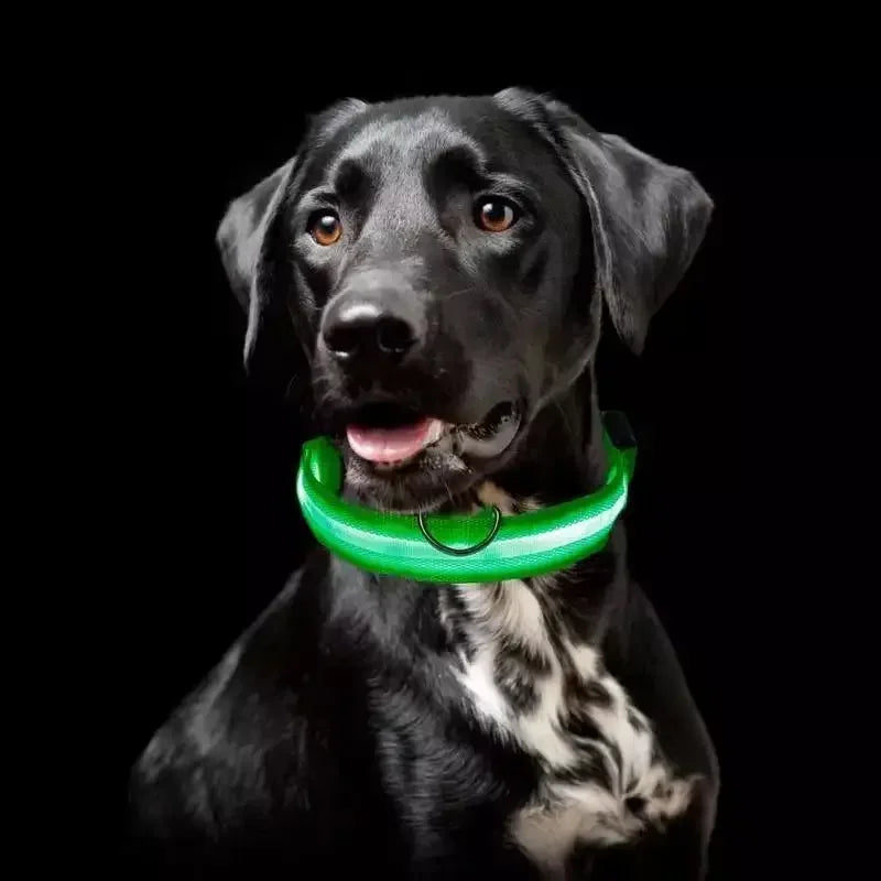 Luminous Safety Collars | Fashionsarah.com