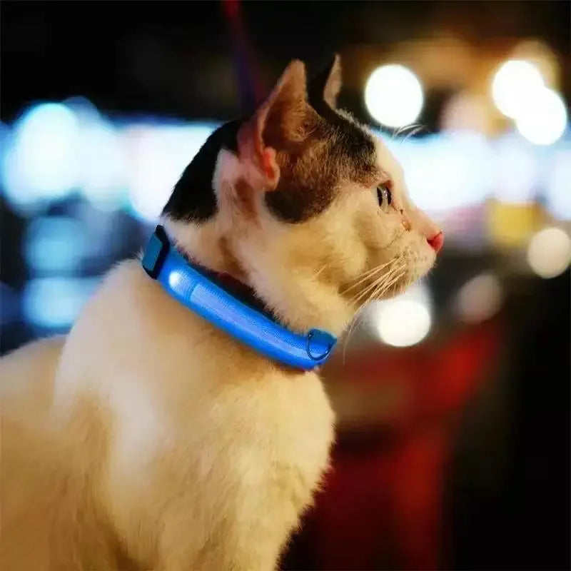 Luminous Safety Collars | Fashionsarah.com