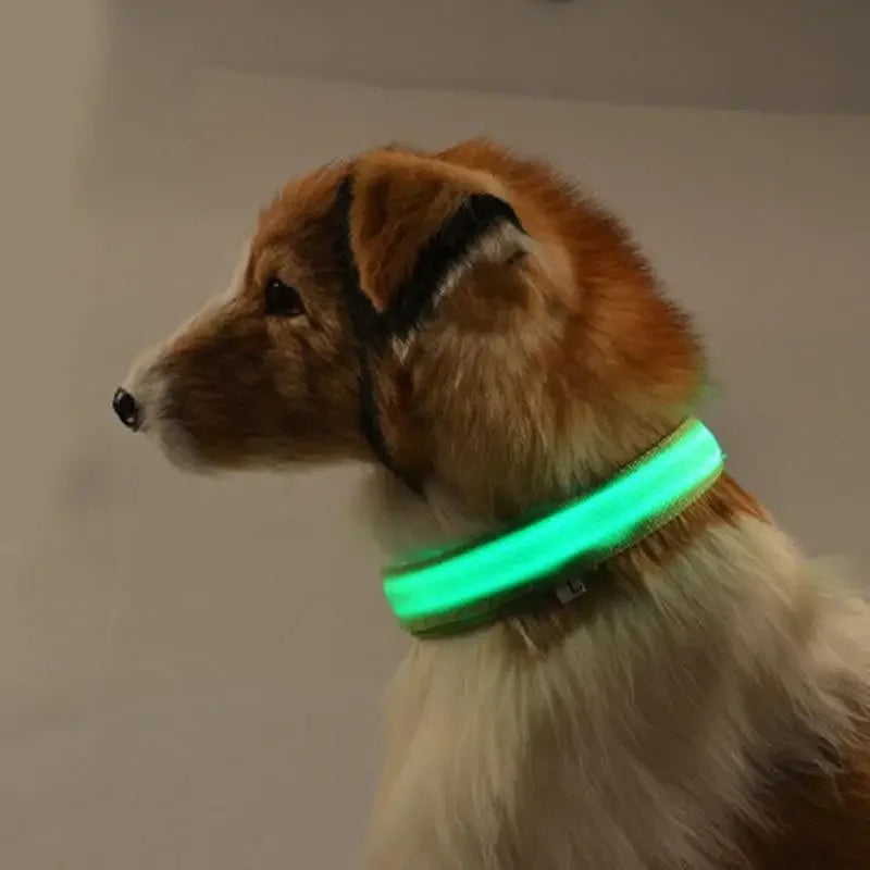 Luminous Safety Collars | Fashionsarah.com