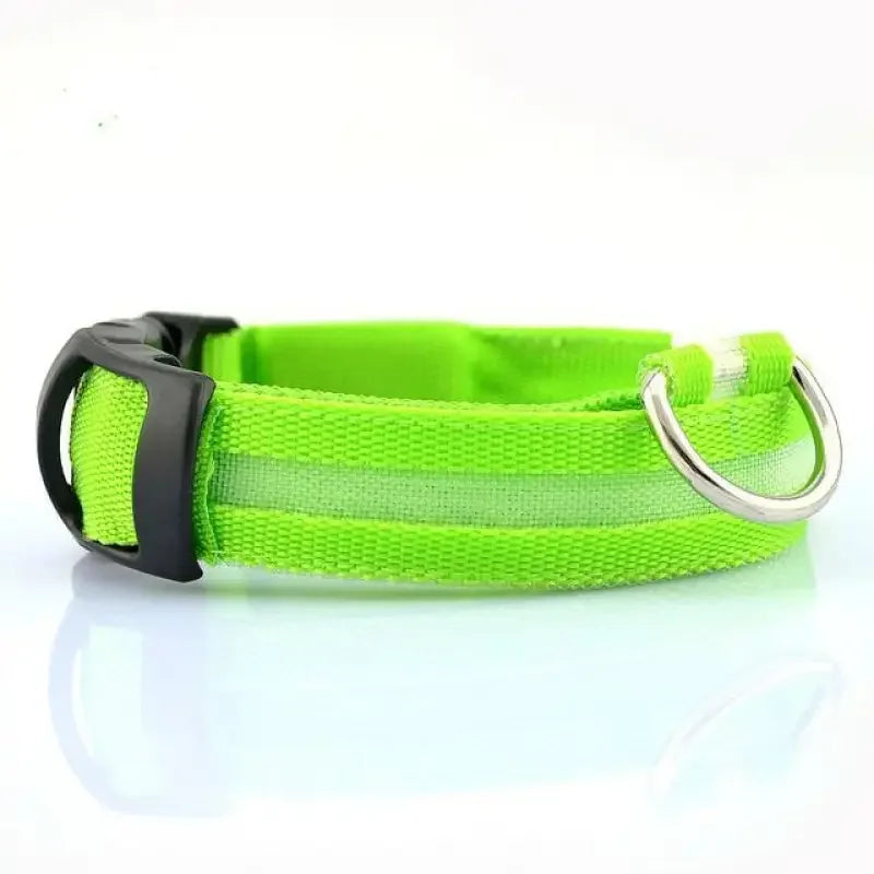 Luminous Safety Collars | Fashionsarah.com
