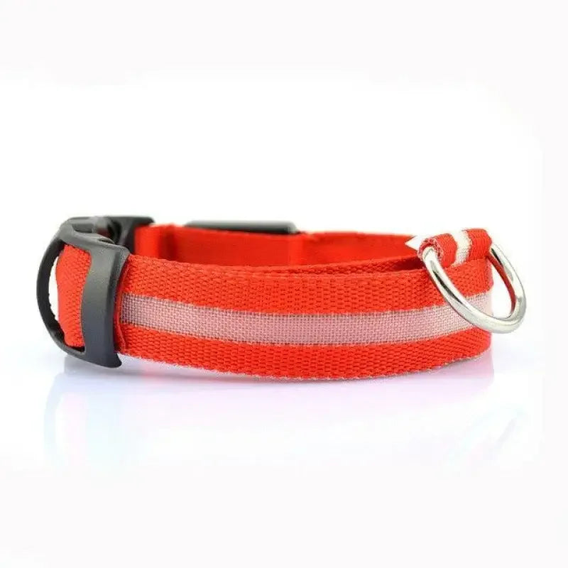 Luminous Safety Collars | Fashionsarah.com