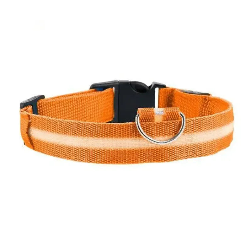 Luminous Safety Collars | Fashionsarah.com
