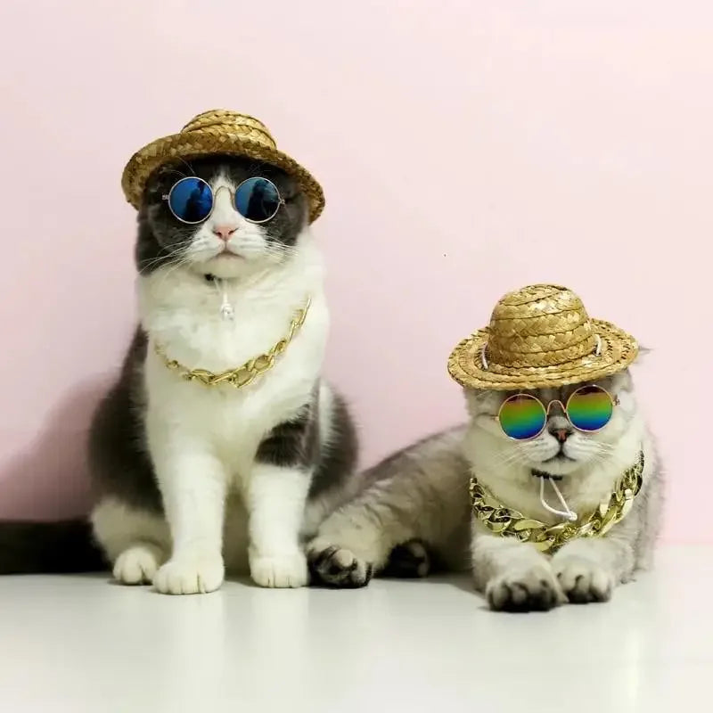 Lovely Pet Glasses | Fashionsarah.com