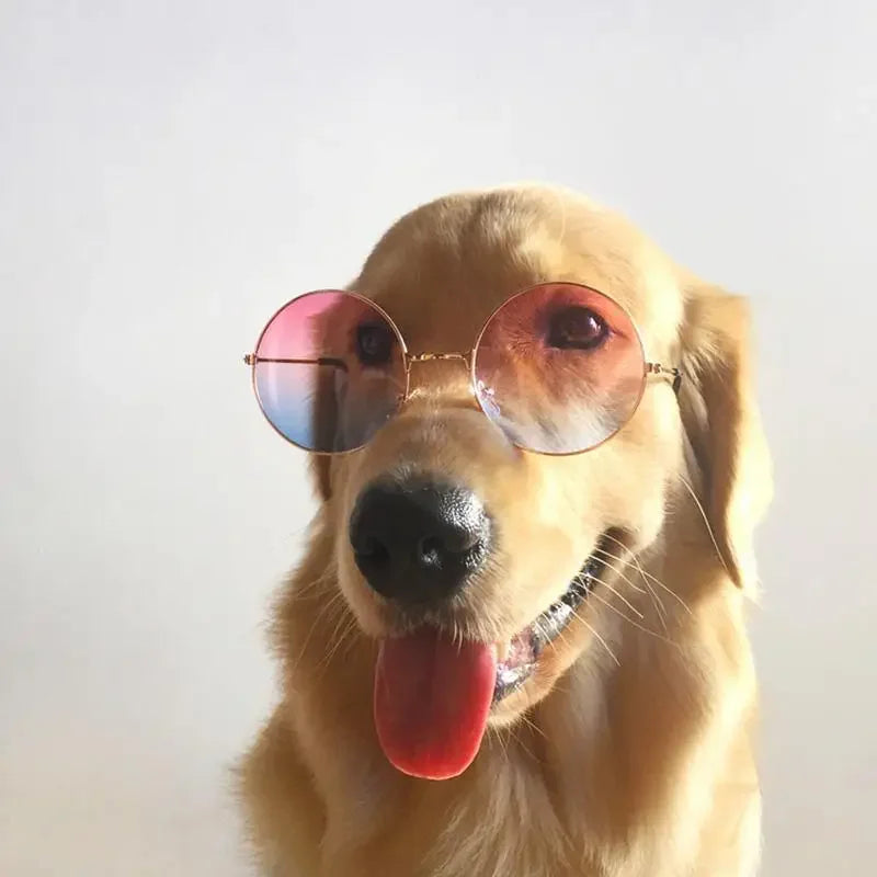 Lovely Pet Glasses | Fashionsarah.com