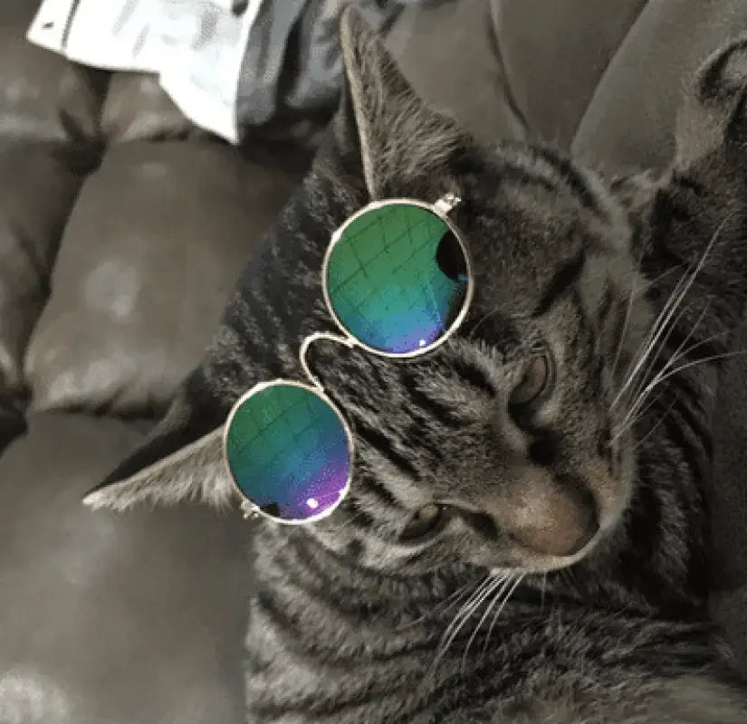 Lovely Pet Glasses | Fashionsarah.com