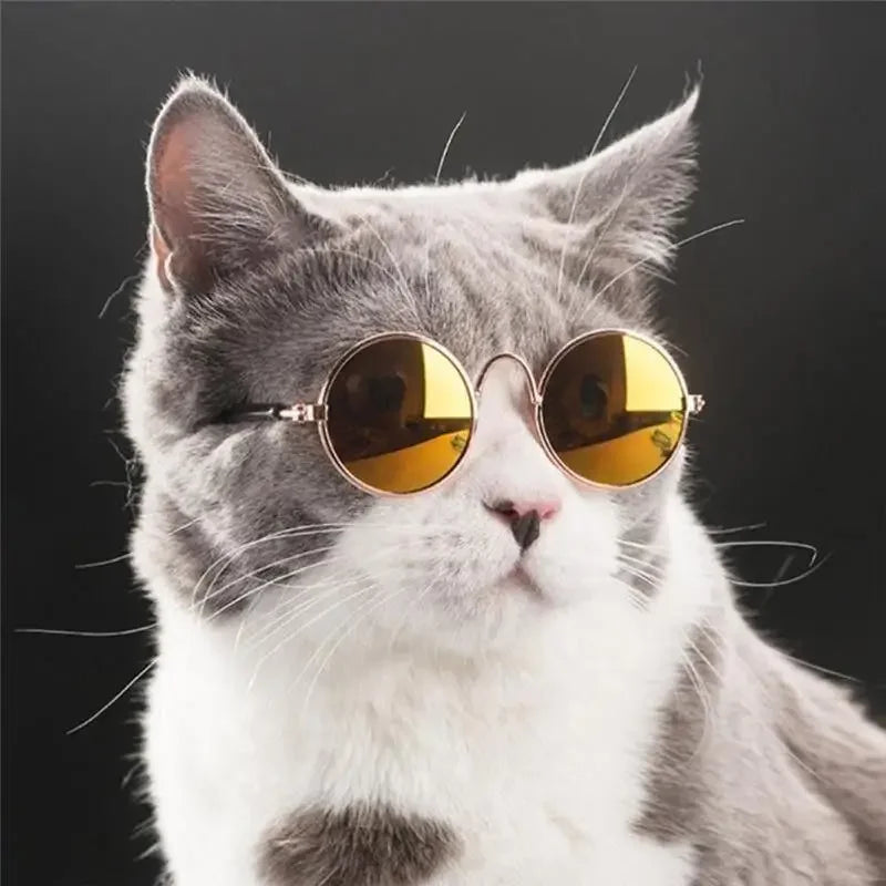 Lovely Pet Glasses | Fashionsarah.com