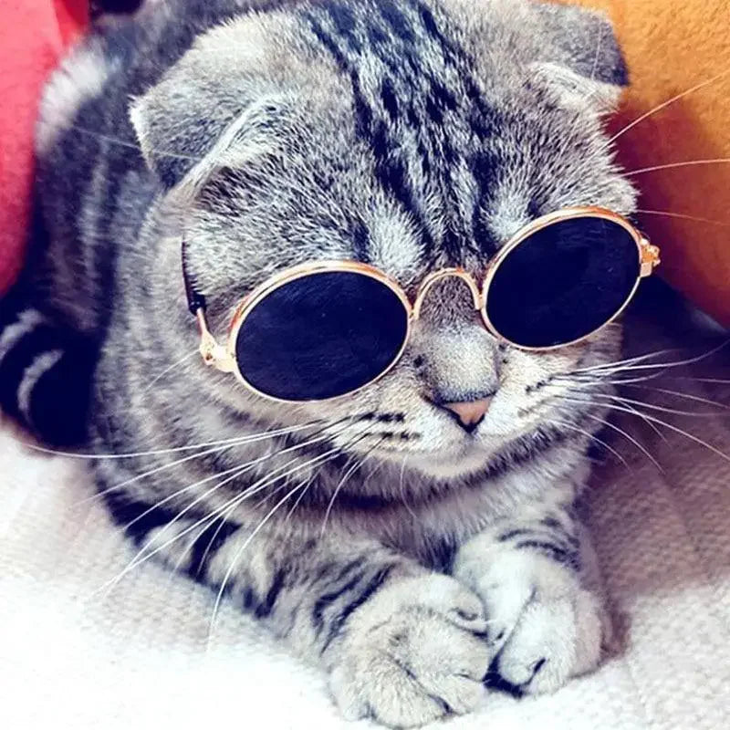 Lovely Pet Glasses | Fashionsarah.com