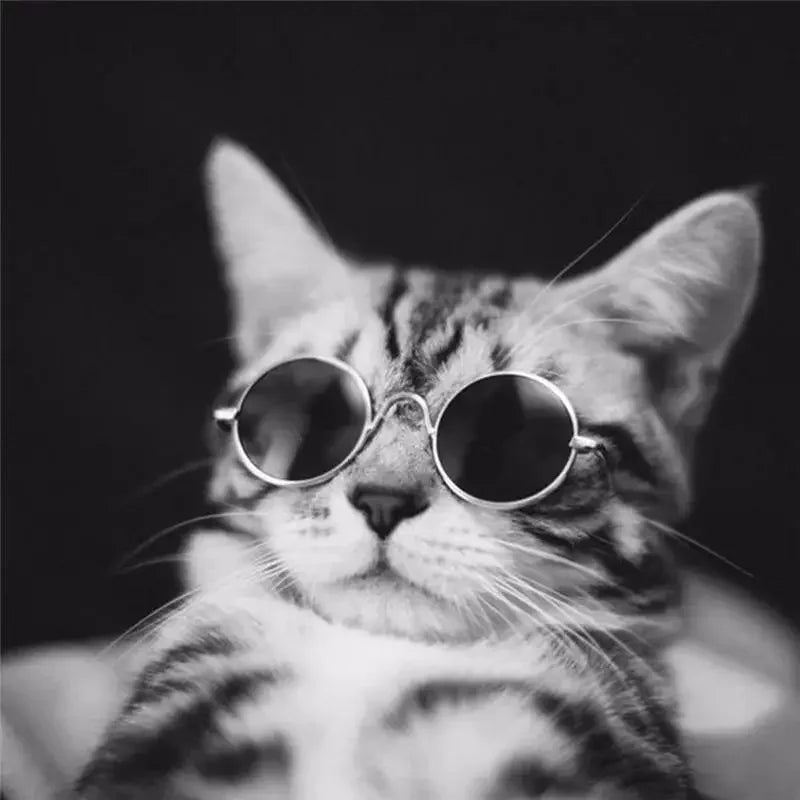 Lovely Pet Glasses | Fashionsarah.com