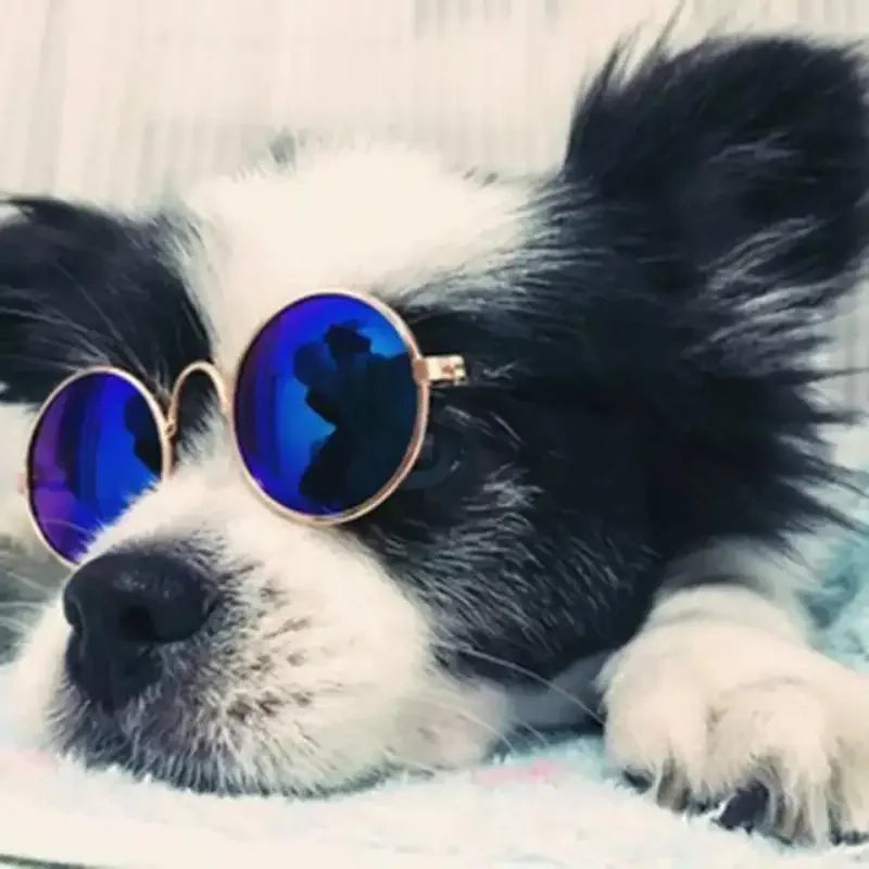 Lovely Pet Glasses | Fashionsarah.com