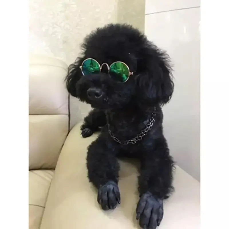 Lovely Pet Glasses | Fashionsarah.com