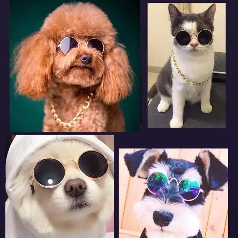Lovely Pet Glasses | Fashionsarah.com