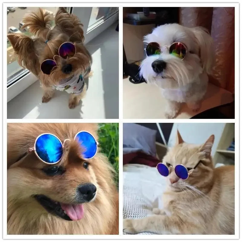 Lovely Pet Glasses | Fashionsarah.com