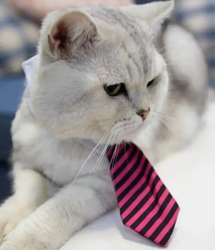 Pet Fashion ties | Fashionsarah.com
