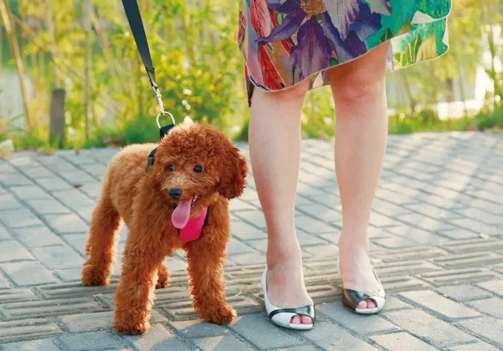 Straps Chest & Car Seat Belt | Fashionsarah.com