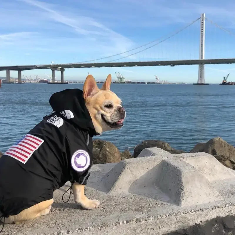 Windbreaker Pet Ropa | Fashionsarah.com