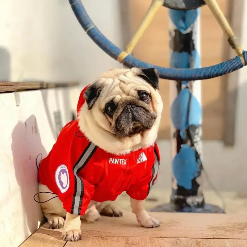 Windbreaker Pet Ropa | Fashionsarah.com