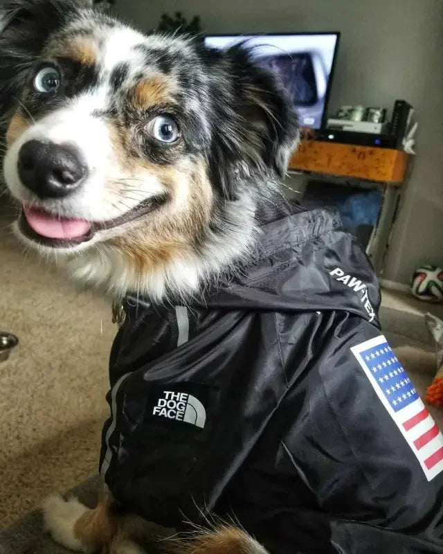 Windbreaker Pet Ropa | Fashionsarah.com
