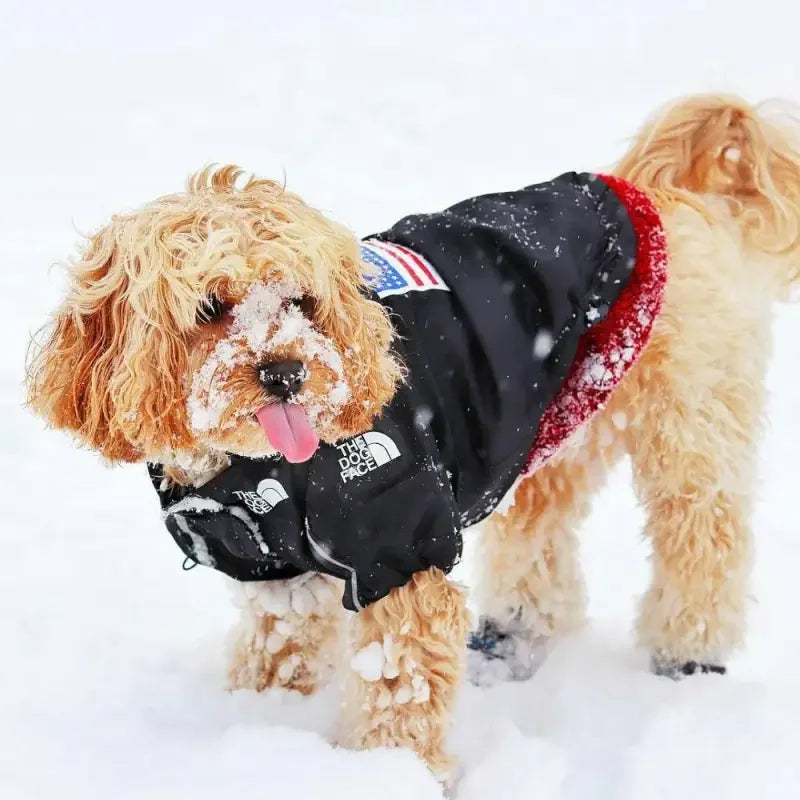 Windbreaker Pet Ropa | Fashionsarah.com