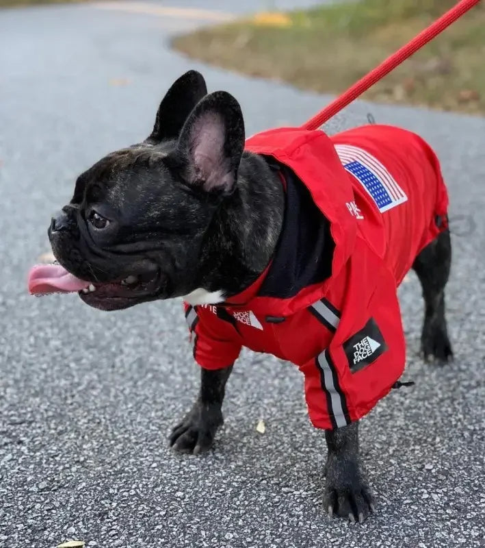 Windbreaker Pet Ropa | Fashionsarah.com