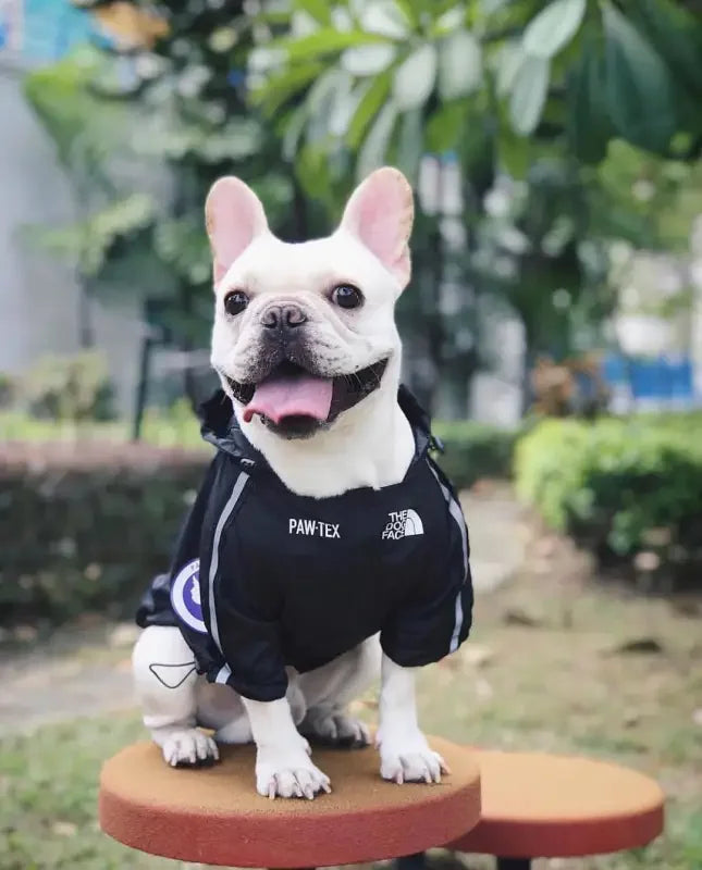 Windbreaker Pet Ropa | Fashionsarah.com