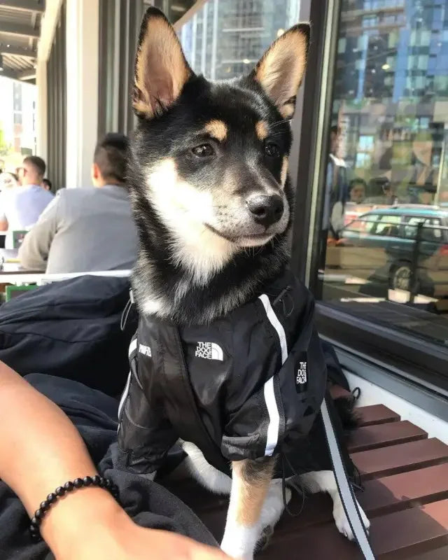 Windbreaker Pet Ropa | Fashionsarah.com