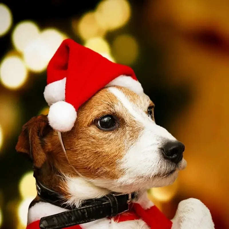 Christmas Pets Accessories | Fashionsarah.com