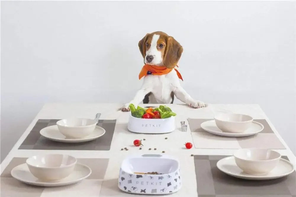 Pet Bowl Automatic Weighing Food | Fashionsarah.com