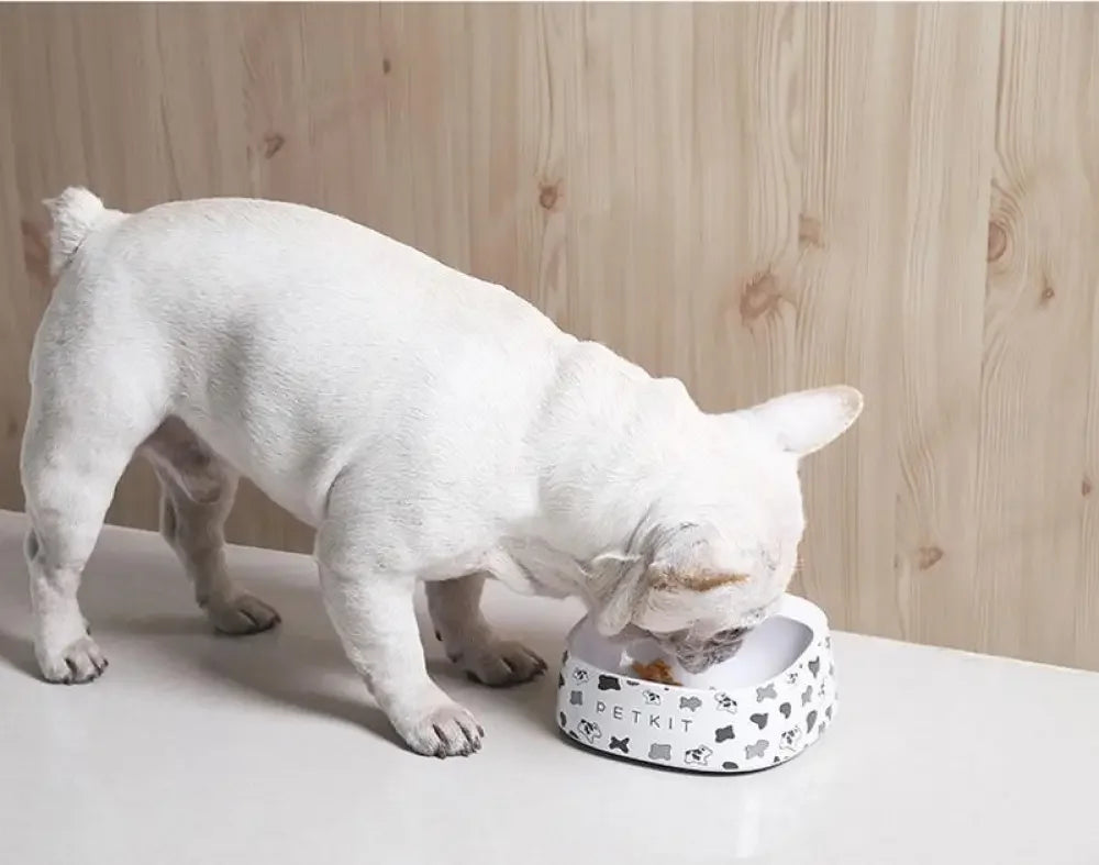Pet Bowl Automatic Weighing Food | Fashionsarah.com