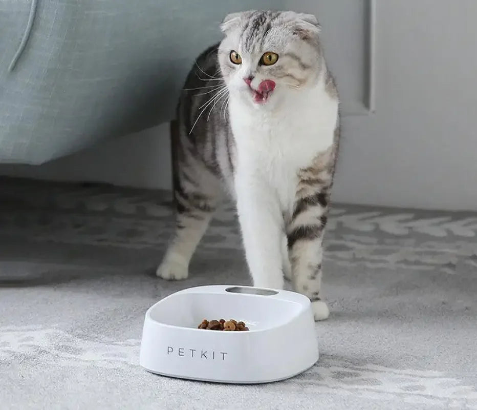 Pet Bowl Automatic Weighing Food | Fashionsarah.com