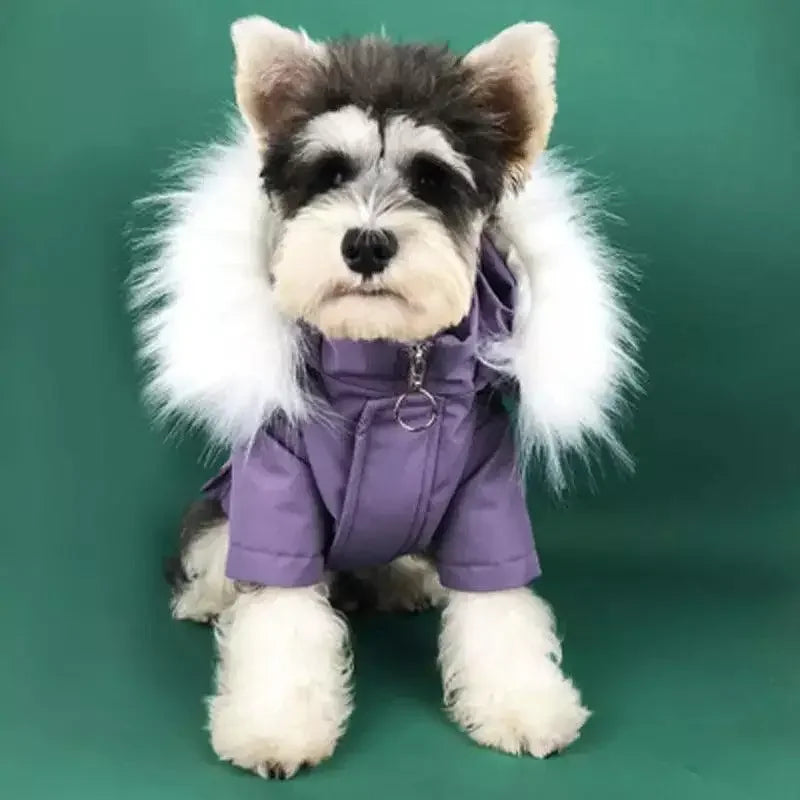 Warm Pet Apparel | Fashionsarah.com