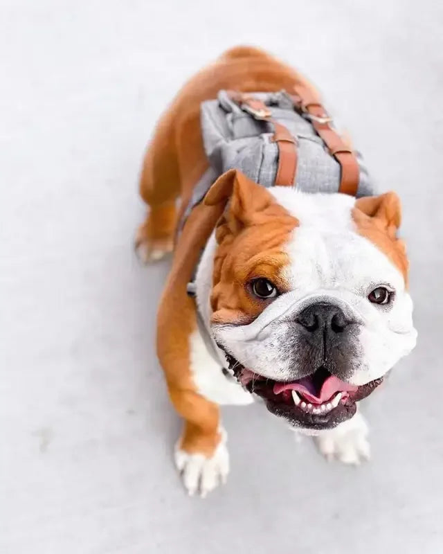 Dog Travel Backpack | Fashionsarah.com