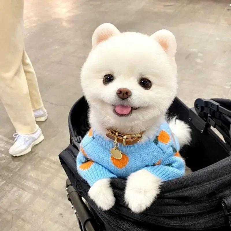 Cute Pet Clothes | Fashionsarah.com