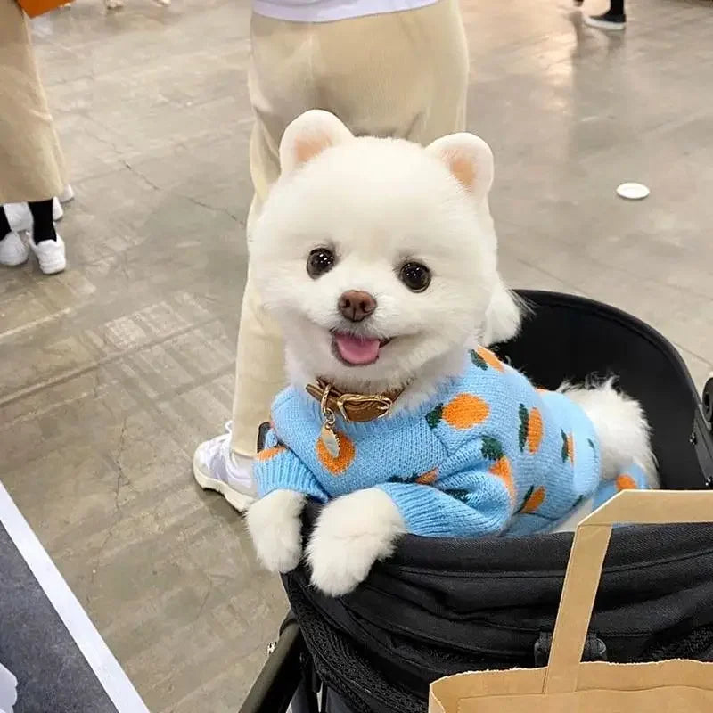 Cute Pet Clothes | Fashionsarah.com