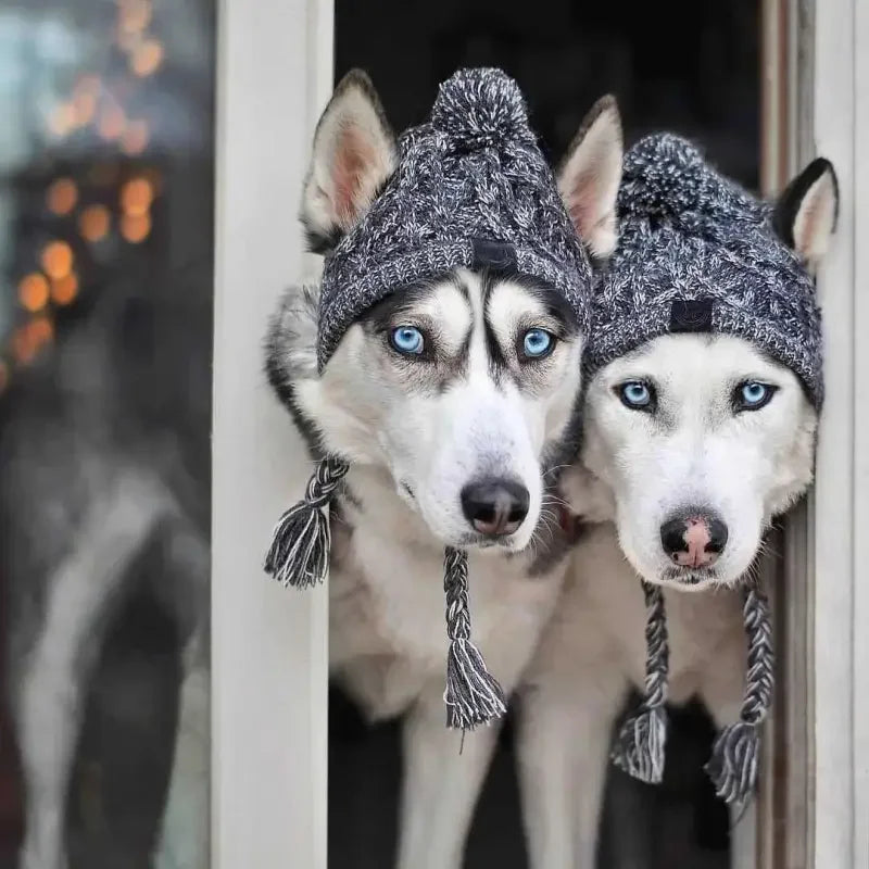 Winter Warm Dog Hats | Fashionsarah.com