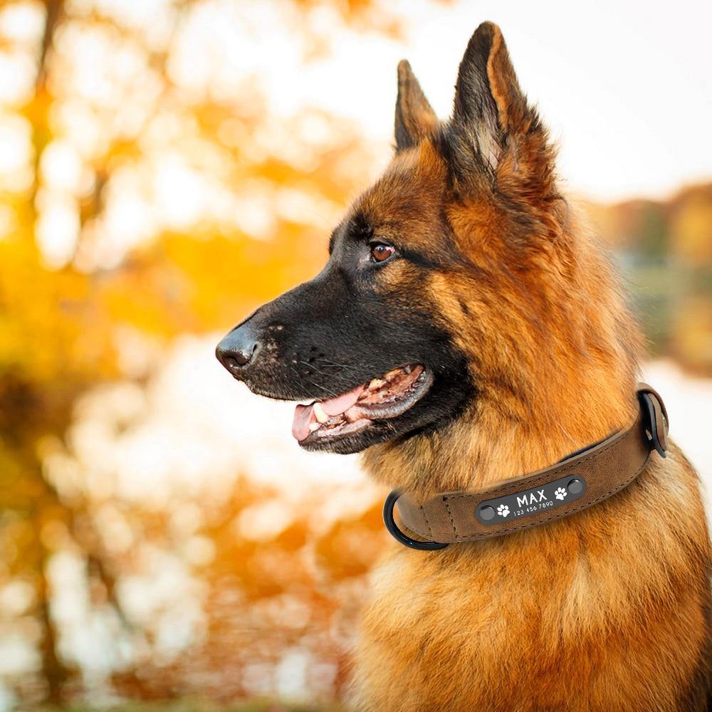 Personalized Pets Collar & Walking Leashes | Fashionsarah.com