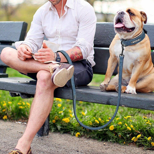 Personalized Pets Collar & Walking Leashes | Fashionsarah.com