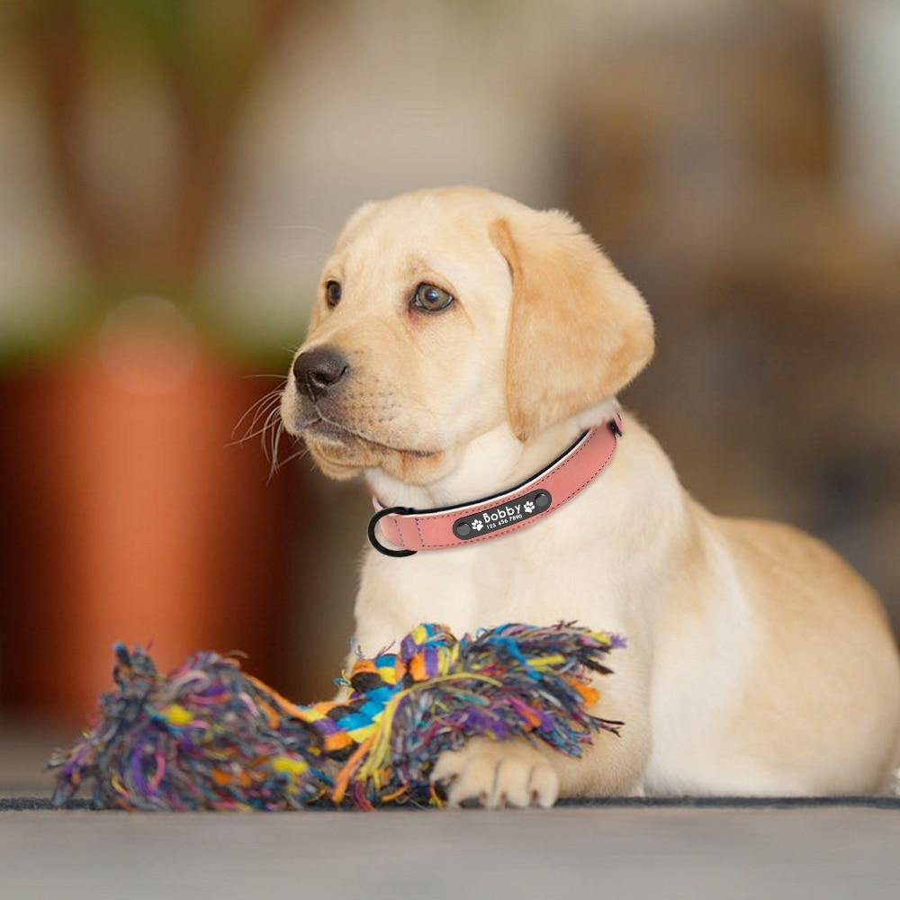 Personalized Pets Collar & Walking Leashes | Fashionsarah.com