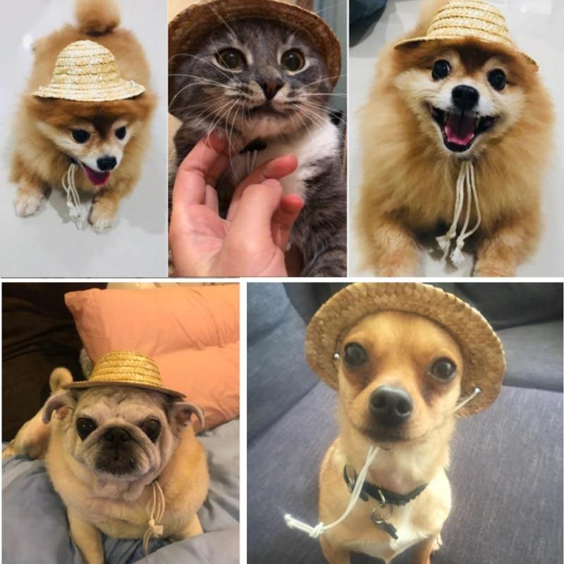 Pet Hat & Accessories | Fashionsarah.com