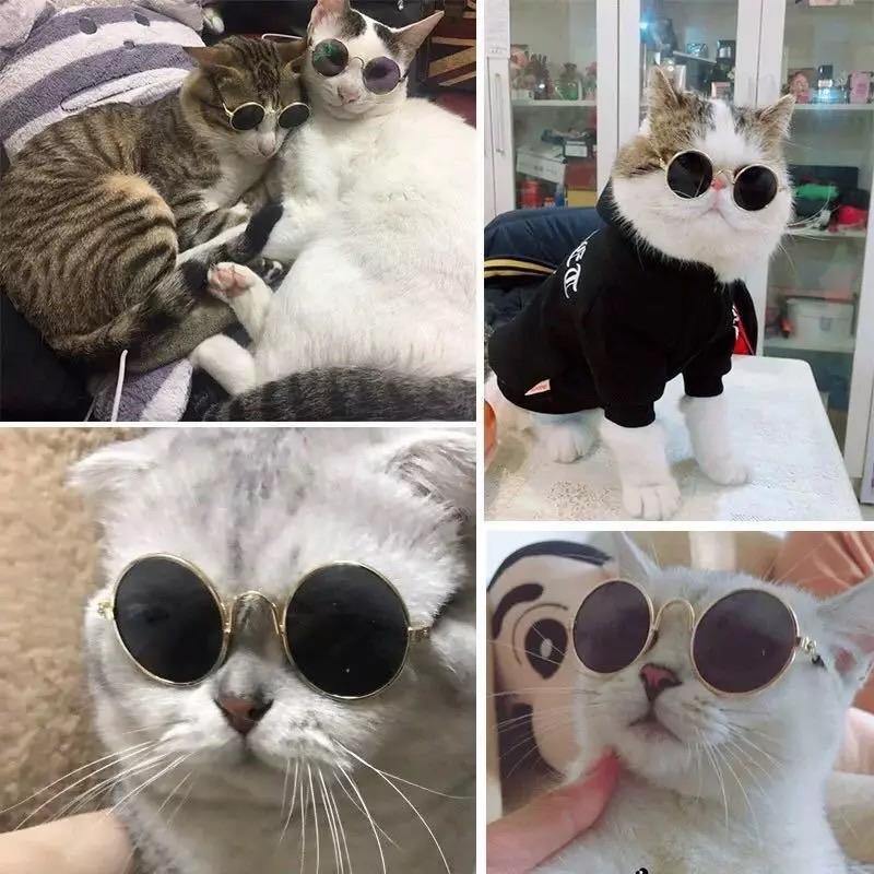 Fashionsarah.com Lovely Pet Glasses