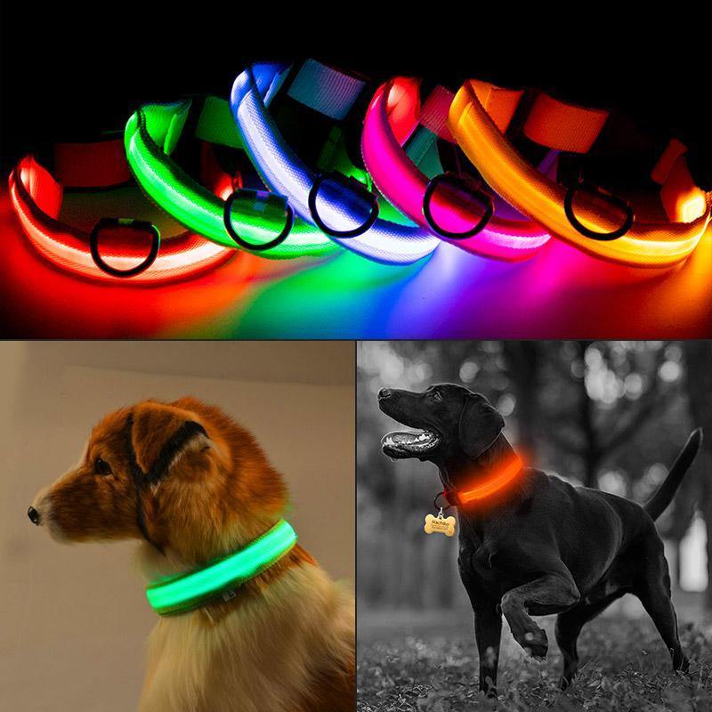 Luminous Safety Collars | Fashionsarah.com