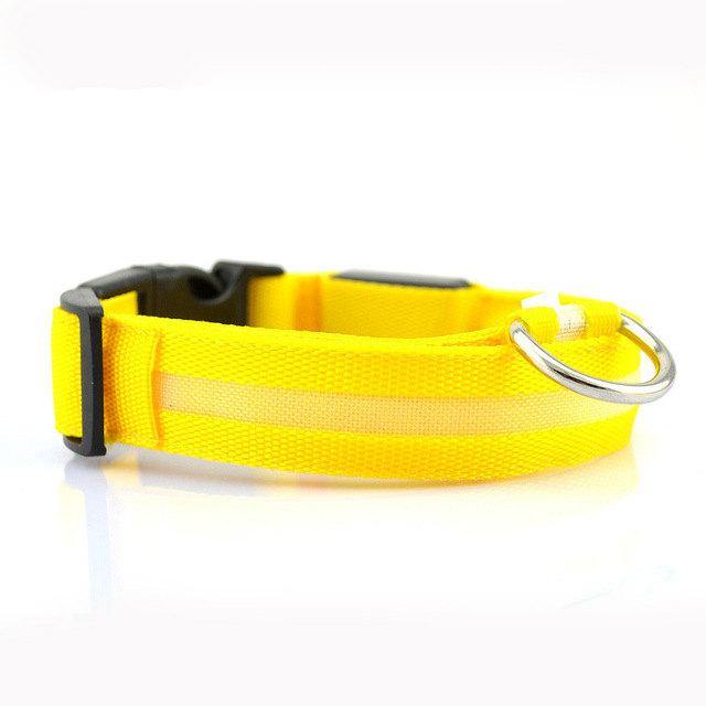 Luminous Safety Collars | Fashionsarah.com