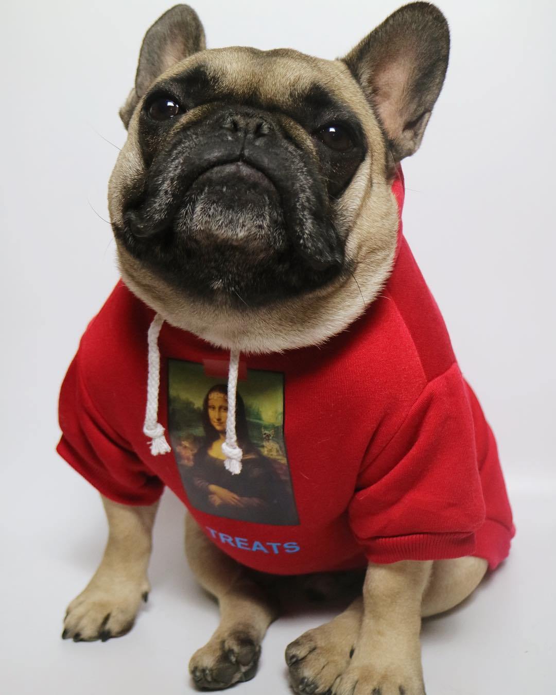 Dog Hoodies Clothes | Fashionsarah.com