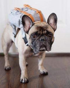 Dog Travel Backpack - Fashionsarah.com
