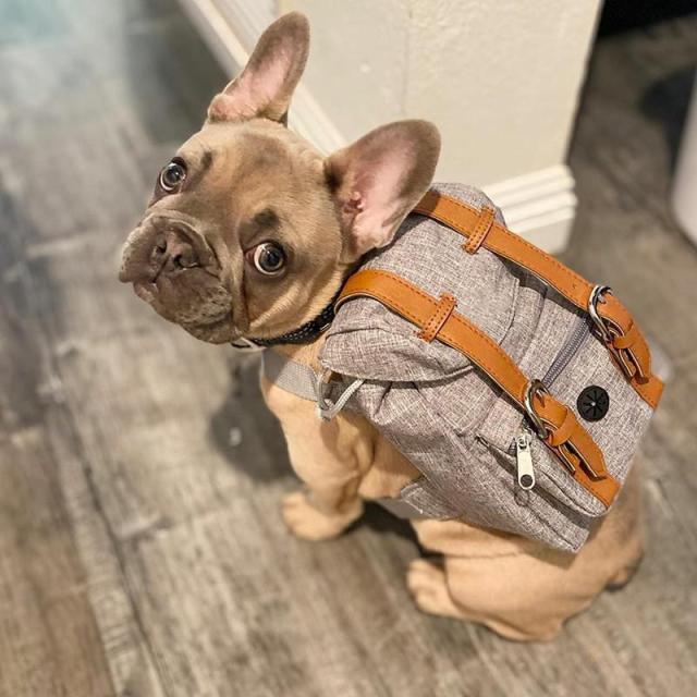 Dog Travel Backpack - Fashionsarah.com